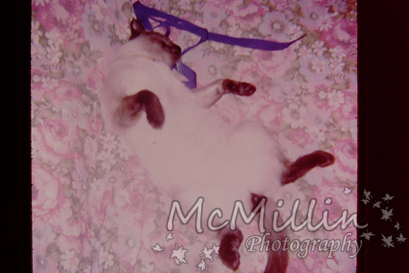 PICT0051