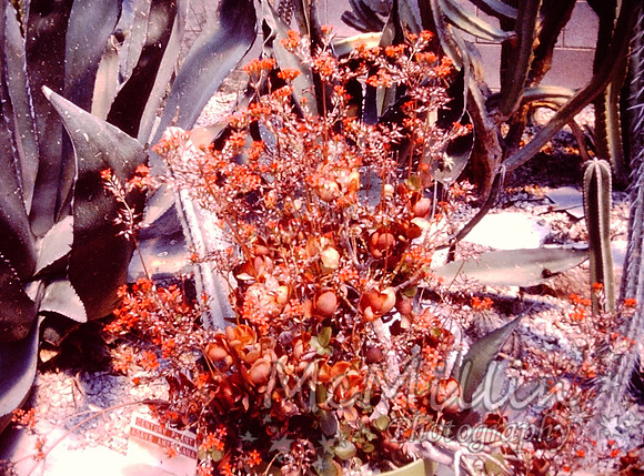 PICT0053-2