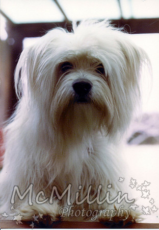 1981 Xmas Mac the dog