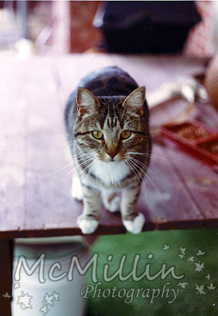 1981 Xmas Tiger the cat