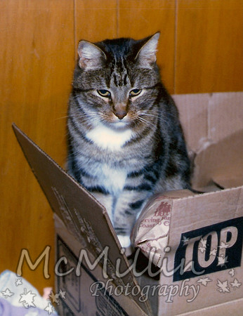 1984 cat Tiger