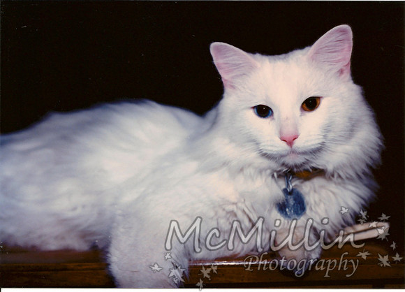 1984ish Alex the cat