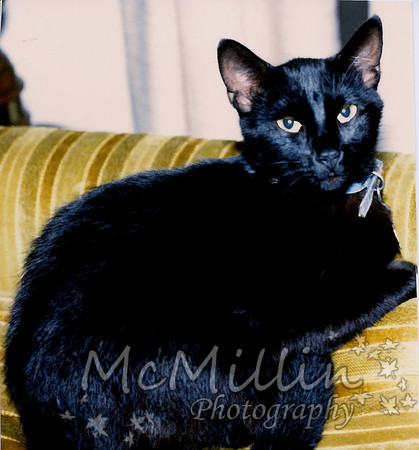 1985 photo of Julius the cat