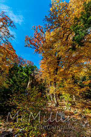 Lost Maples State Park, Texas