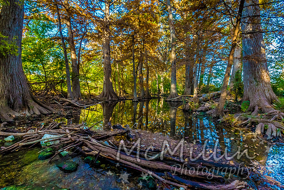 Fall Foliage on Cibolo Creek, Texas.
