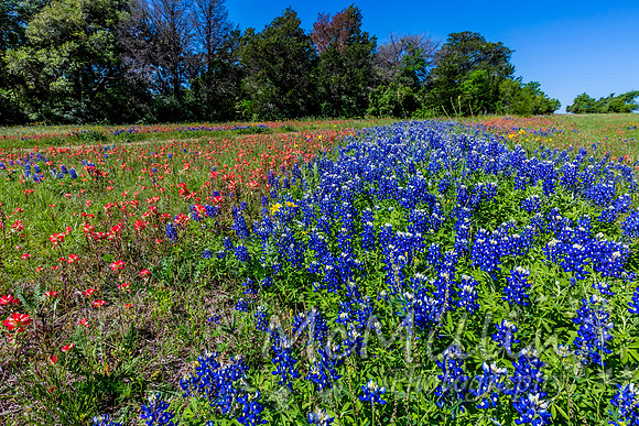 A Wide Angle View of a Beautiful Field Blanketed with the Famous