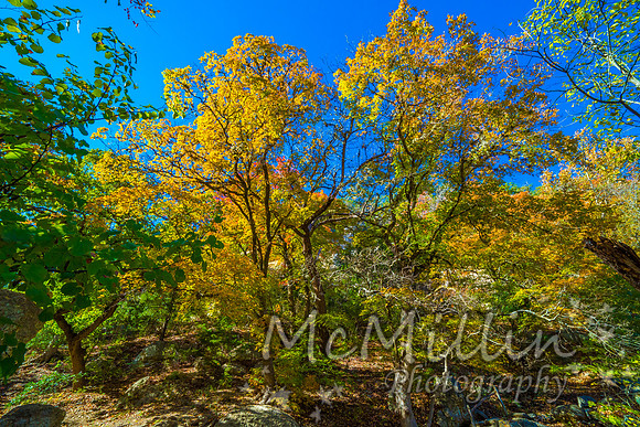Bright Beautiful Fall Foliage on a Stunning Maple Trees in Lost
