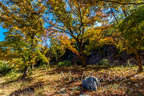 Bright Beautiful Fall Foliage on a Stunning Maple Trees in Lost