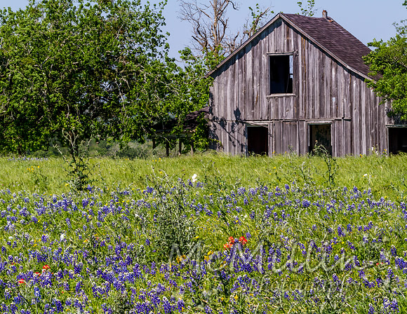 Old Texas Barn with Bluebonnets