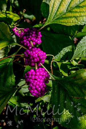 1P1A0812