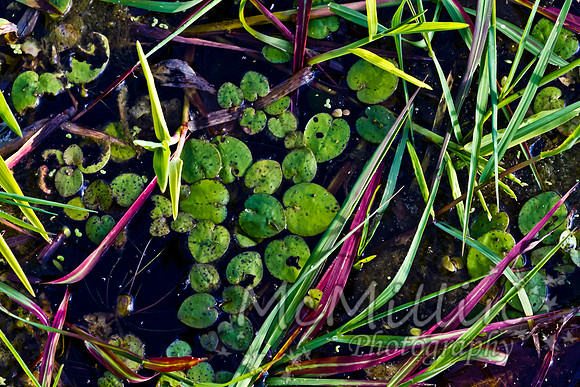 2011 Nov Brazos Bend-8348