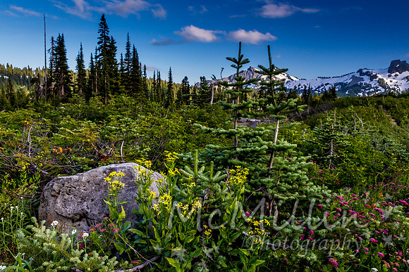 2011 Seattle Mt Rainier Trip-9730-2
