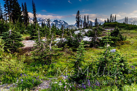 2011 Seattle Mt Rainier Trip-9759-4