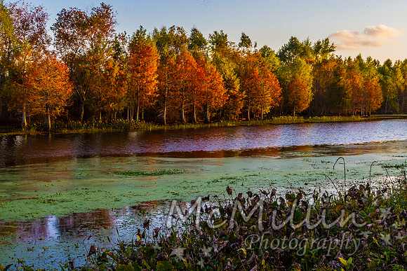 2012 12 Brazos Bend Photo Walk-3949
