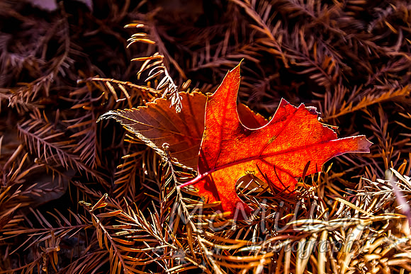 2012 12 Texas Hill Country II -5056