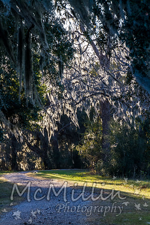 2012 12 Brazos Bend Photo Walk-3869