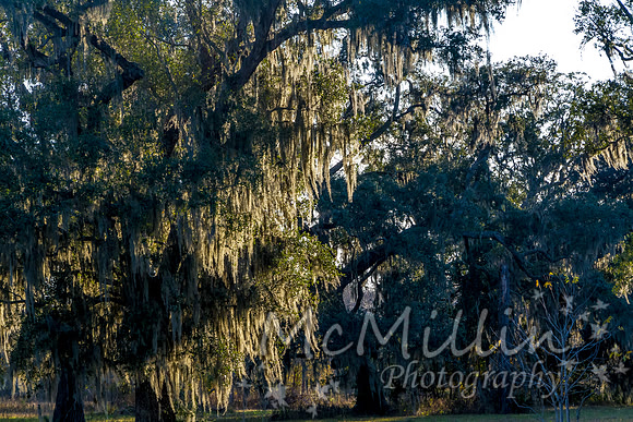 2012 12 Brazos Bend Photo Walk-3871