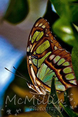 2011 Moody Rain Forest Tamron 180mm-8623 adjust