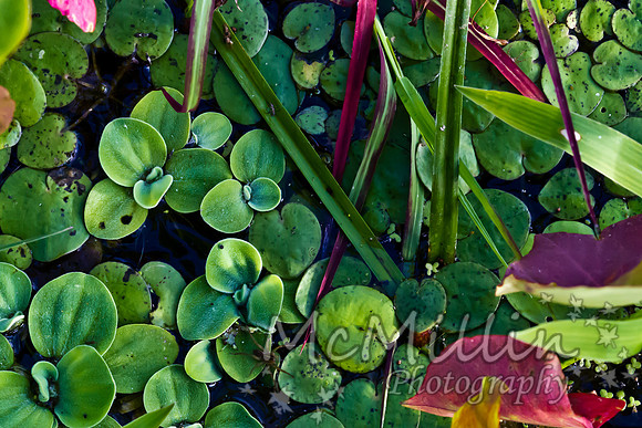2011 Nov Brazos Bend-8346-3
