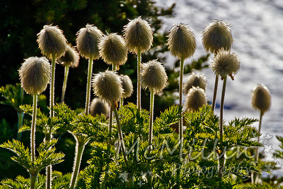 2011 Seattle Mt Rainier Trip-9901