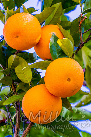 IMG_7415