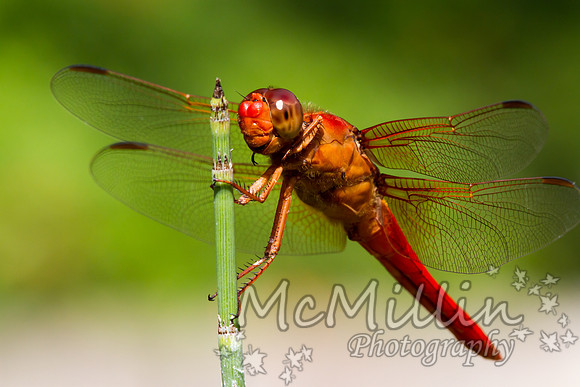 Tamron 180mm-8350