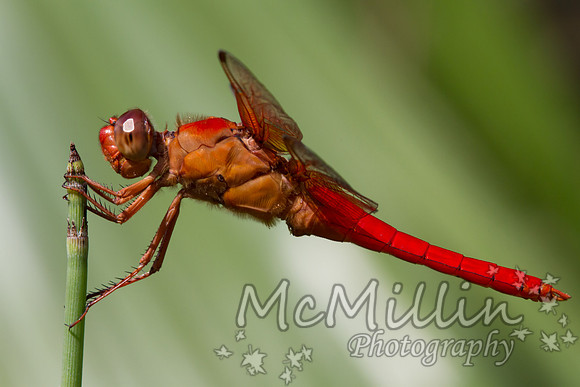 Tamron 180mm-8471