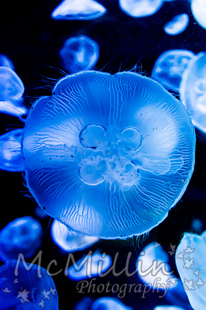 1P1A6266