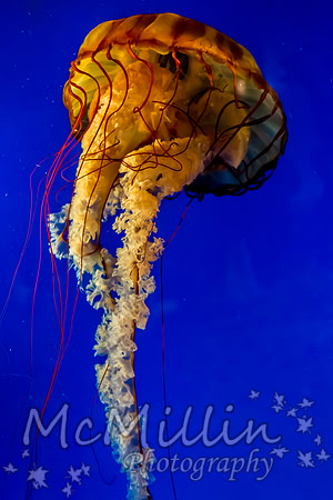 1P1A6498