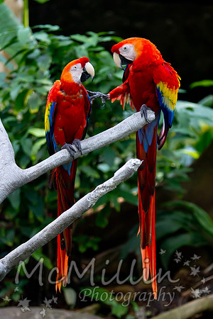2011 Moody Rain Forest Tamron 180mm-8901