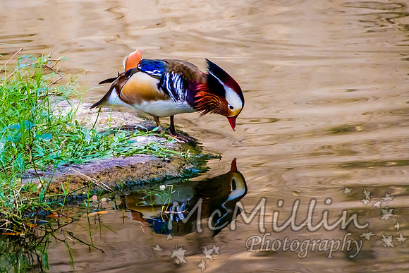 2011Jan07_Houston Zoo_4028