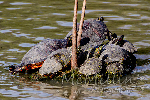 2011Jan07_Houston Zoo_4037