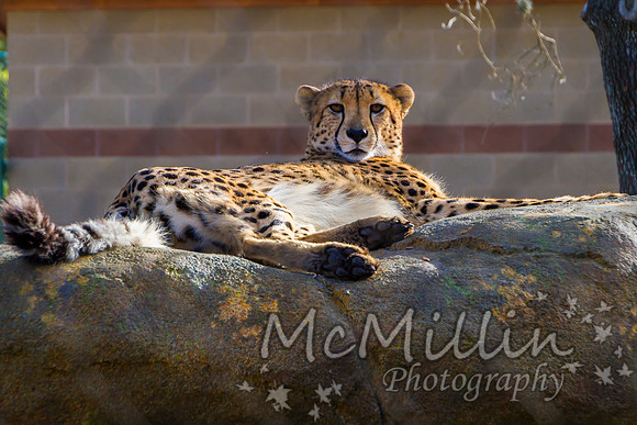 2011Jan07_Houston Zoo_4066