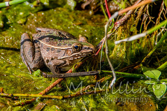 2011Mar07_4655