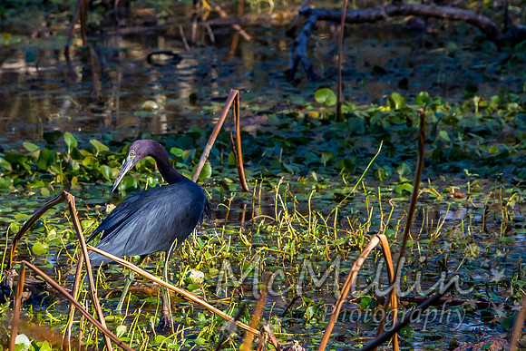 2012 12 13 Brazos Bend-4047