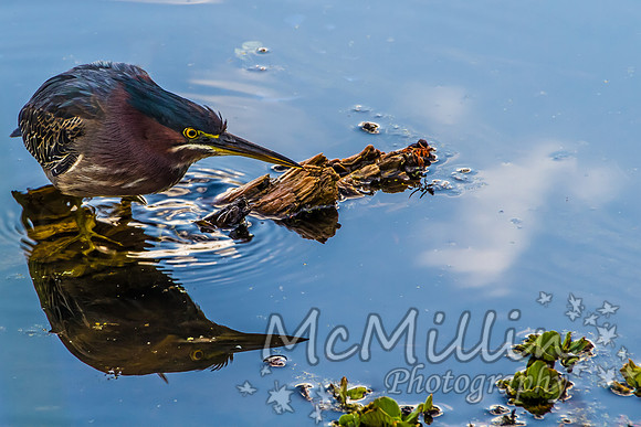 2012 12 13 Brazos Bend-4227
