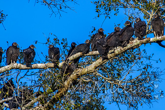 2012 12 13 Brazos Bend-4321