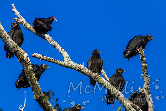 2012 12 13 Brazos Bend-4340