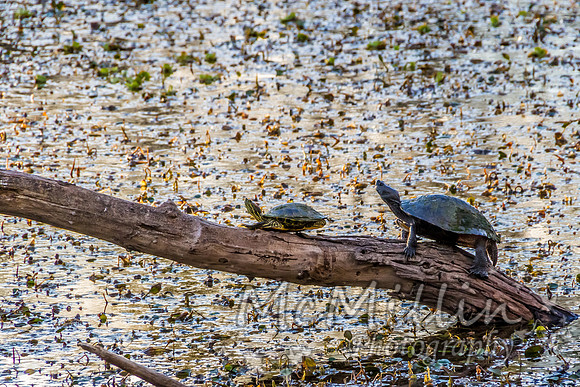 2012 12 13 Brazos Bend-4395