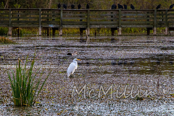 2012 12 13 Brazos Bend-4423