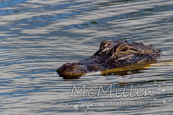 IMG_1185