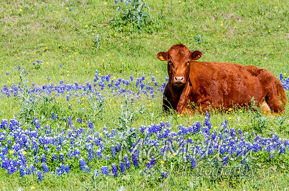 IMG_6771_2 Merged