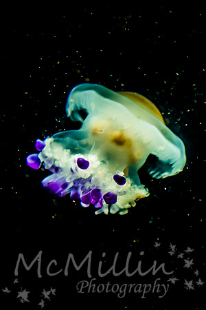 1P1A6614