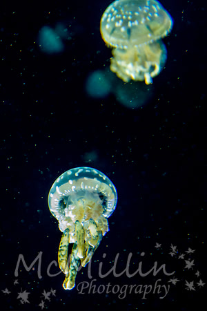 1P1A6647