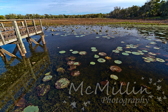 2011 Nov Brazos Bend-8222