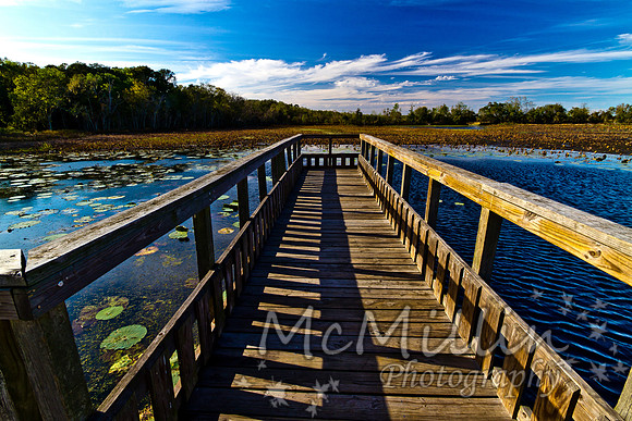 2011 Nov Brazos Bend-8227