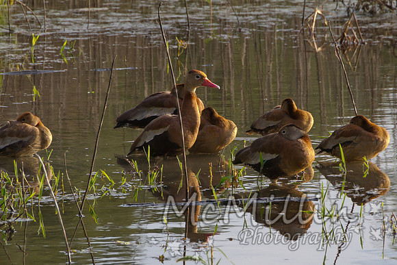 2011 Nov Brazos Bend-8313