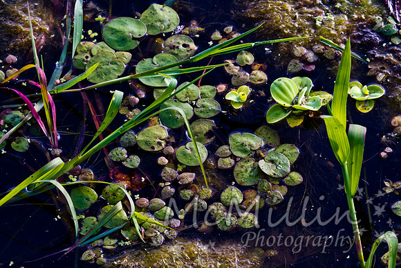 2011 Nov Brazos Bend-8341-2