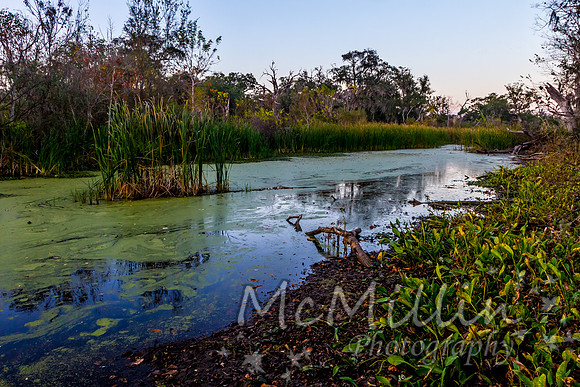 2012 12 Brazos Bend Photo Walk-3977