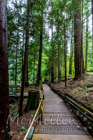 Wooden Walkway